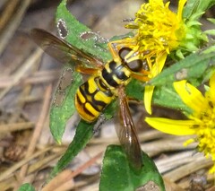 Milesia virginiensis