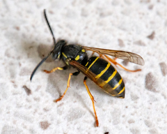 Vespula acadica