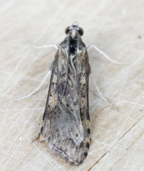 Nomophila nearctica