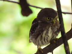 Glaucidium brasilianum