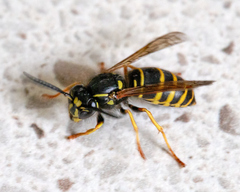 Vespula acadica