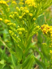 Solidago sempervirens
