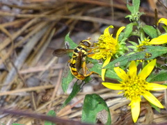 Milesia virginiensis