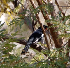 Laniarius atrococcineus