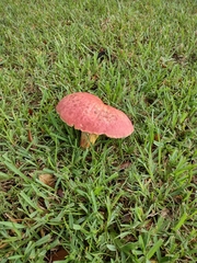 Boletus sensibilis
