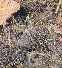 Lithobates catesbeianus