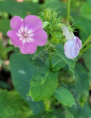 Phlox paniculata