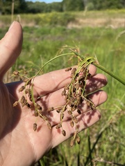 Schoenoplectus tabernaemontani