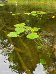 Nuphar polysepala