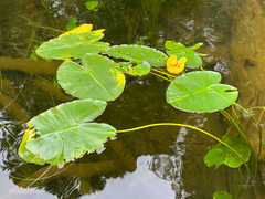 Nuphar polysepala