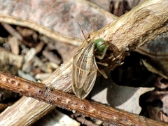 Aelia acuminata
