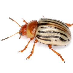 Zygogramma exclamationis