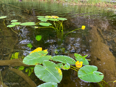 Nuphar polysepala