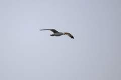 Larus fuscus barabensis