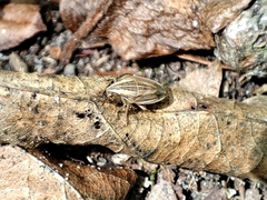 Aelia acuminata