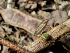 Aelia acuminata