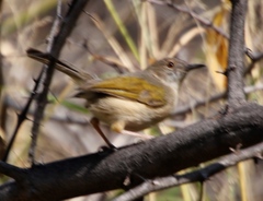 Camaroptera brachyura