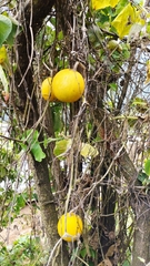 Cucurbita ecuadorensis