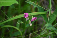 Lathyrus