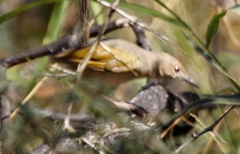 Camaroptera brachyura