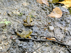 Lithobates catesbeianus