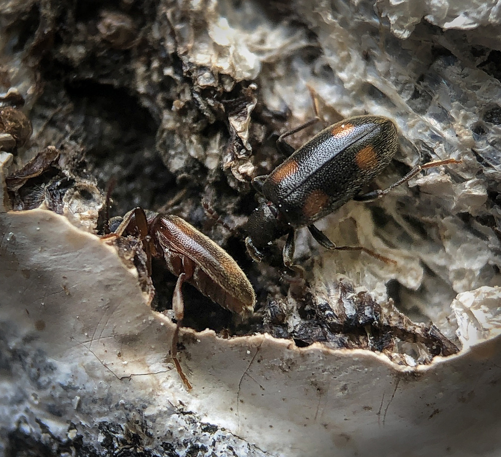 Anthicus haldemani