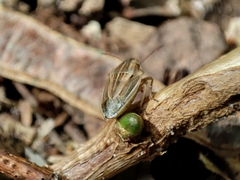 Aelia acuminata