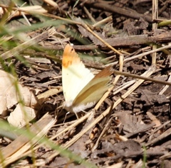 Colotis
