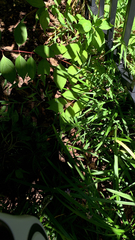 Liriope muscari