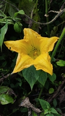 Cucurbita ecuadorensis