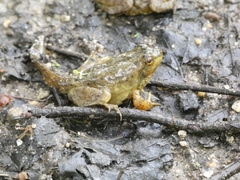 Lithobates catesbeianus