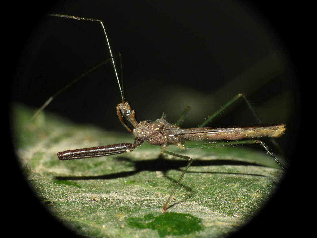 Heza similis