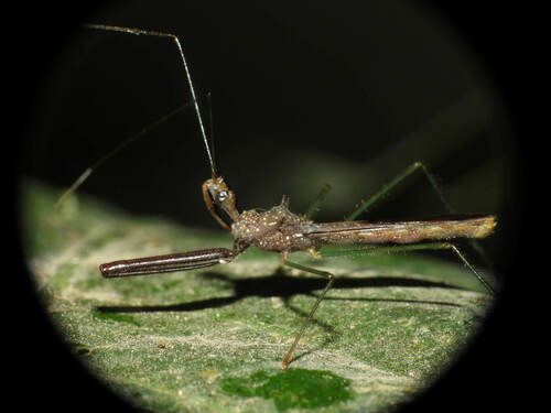 Heza similis
