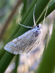 Elophila nymphaeata