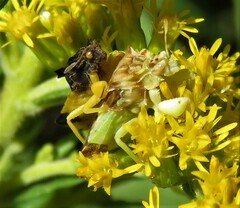 Phymata pennsylvanica