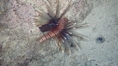 Pterois miles