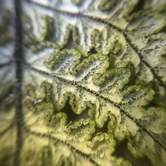 Aleuritopteris krameri