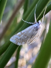 Elophila nymphaeata