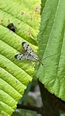 Panorpa germanica