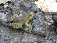 Lithobates catesbeianus