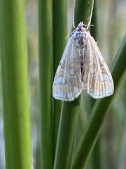 Elophila nymphaeata