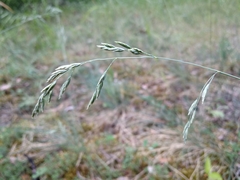 Festuca psammophila