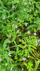 Symphyotrichum prenanthoides