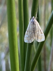 Elophila nymphaeata