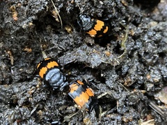 Nicrophorus vespilloides