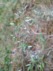 Festuca psammophila
