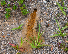 Apoidea