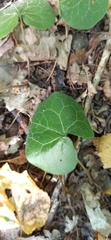 Asarum europaeum