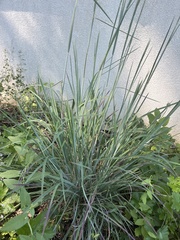 Schizachyrium scoparium