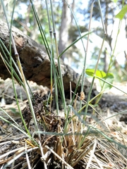 Festuca psammophila